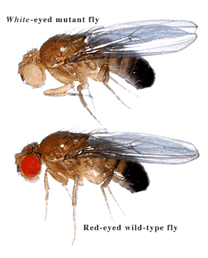 fruit fly image